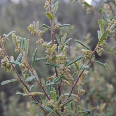 Pomaderris angustifolia (Pomaderris) at Tennent, ACT - 19 Sep 2015 by MichaelBedingfield