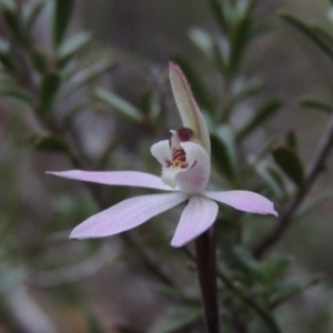 Caladenia fuscata at Tennent, ACT - suppressed