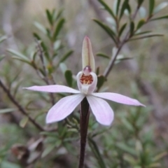 Caladenia fuscata at Tennent, ACT - suppressed