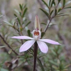 Caladenia fuscata at Tennent, ACT - suppressed