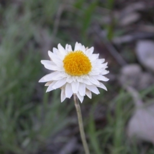 Leucochrysum albicans subsp. tricolor at Majura, ACT - 18 Sep 2015