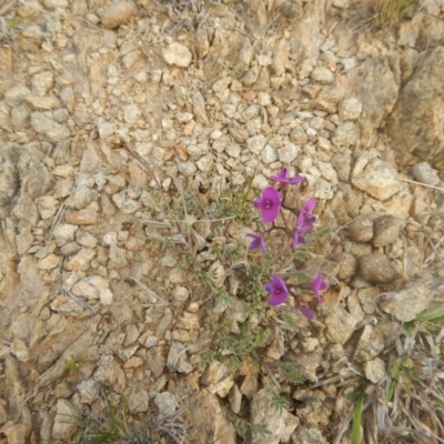 Swainsona behriana (Behr's Swainson-Pea) at Tennent, ACT - 18 Sep 2015 by MichaelMulvaney