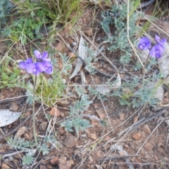 Swainsona sericea (Silky Swainson-Pea) at Deakin, ACT - 20 Sep 2015 by MichaelMulvaney