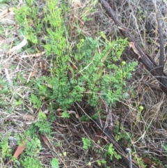 Cheilanthes sieberi (Rock Fern) at Stromlo, ACT - 21 Sep 2015 by dcnicholls