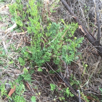Cheilanthes sieberi (Rock Fern) at Stromlo, ACT - 21 Sep 2015 by dcnicholls