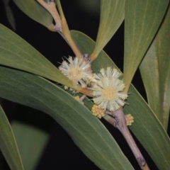 Acacia melanoxylon (Blackwood) at Tennent, ACT - 19 Sep 2015 by michaelb