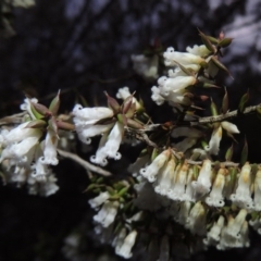 Styphelia fletcheri subsp. brevisepala (Twin Flower Beard-Heath) at Tennent, ACT - 19 Sep 2015 by MichaelBedingfield
