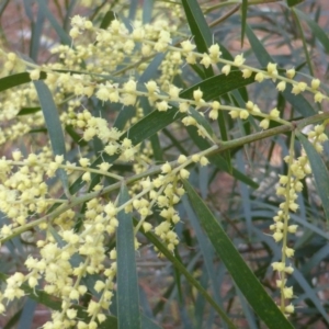 Acacia floribunda at Isaacs Ridge - 21 Sep 2015