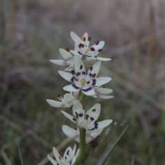 Wurmbea dioica subsp. dioica (Early Nancy) at Tharwa, ACT - 21 Sep 2015 by MichaelBedingfield