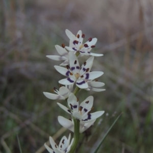 Wurmbea dioica subsp. dioica at Tharwa, ACT - 21 Sep 2015 07:21 PM