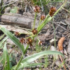 Luzula densiflora (Dense Wood-rush) at Isaacs, ACT - 21 Sep 2015 by Mike