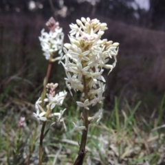 Stackhousia monogyna (Creamy Candles) at Tharwa, ACT - 21 Sep 2015 by MichaelBedingfield