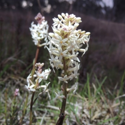 Stackhousia monogyna (Creamy Candles) at Tharwa, ACT - 21 Sep 2015 by MichaelBedingfield