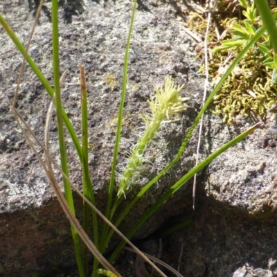 Carex breviculmis (Short-Stem Sedge) at Isaacs, ACT - 21 Sep 2015 by Mike