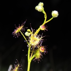 Drosera gunniana at Tharwa, ACT - 21 Sep 2015