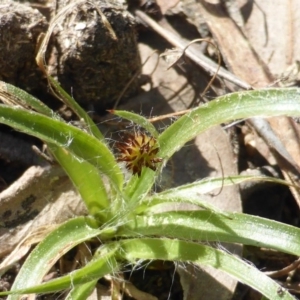 Luzula densiflora at Isaacs Ridge - 21 Sep 2015 11:58 AM