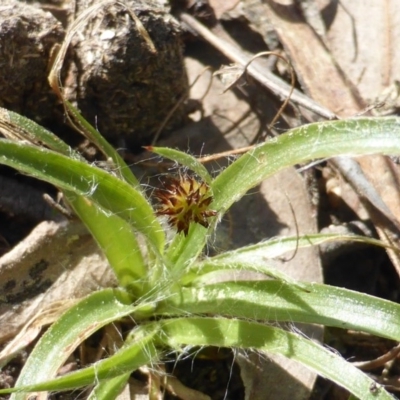 Luzula densiflora (Dense Wood-rush) at Isaacs, ACT - 21 Sep 2015 by Mike