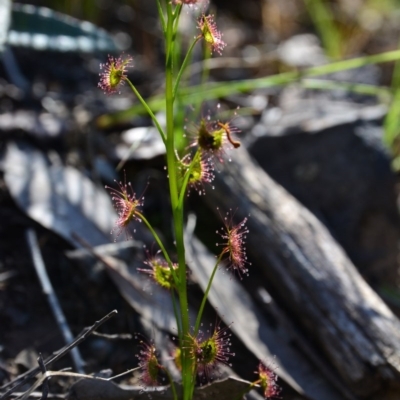 Drosera sp. (A Sundew) at Canberra Central, ACT - 21 Sep 2015 by Jek