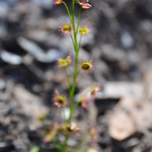 Drosera sp. at Canberra Central, ACT - 21 Sep 2015 10:04 AM