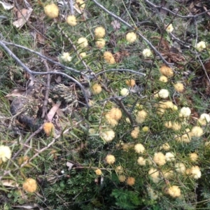 Acacia ulicifolia at Garran, ACT - 22 Sep 2015 11:22 AM