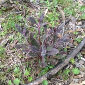 Ajuga australis at Garran, ACT - 22 Sep 2015 11:25 AM