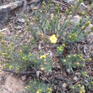 Hibbertia sp. at Garran, ACT - 22 Sep 2015