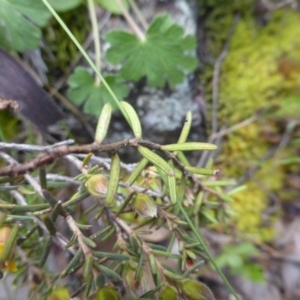 Hibbertia sp. at Garran, ACT - 22 Sep 2015