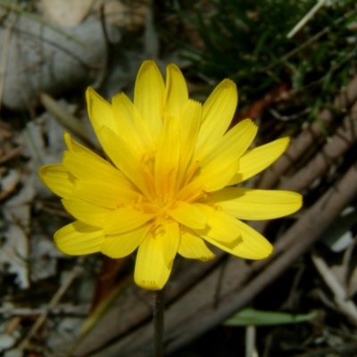 Microseris walteri (Yam Daisy, Murnong) at Farrer, ACT - 22 Sep 2015 by julielindner