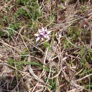 Wurmbea dioica subsp. dioica at Paddys River, ACT - 21 Sep 2015