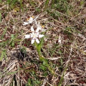 Wurmbea dioica subsp. dioica at Paddys River, ACT - 21 Sep 2015 11:22 AM