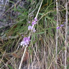 Glycine sp. at Paddys River, ACT - 21 Sep 2015 by BethanyDunne