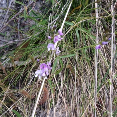 Glycine sp. at Paddys River, ACT - 21 Sep 2015 by BethanyDunne