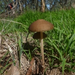 Oudemansiella 'radicata group' (Rooting shank) at Hall, ACT - 12 Apr 2014 by JanetRussell