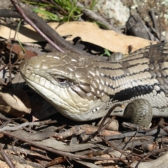 Tiliqua scincoides scincoides (Eastern Blue-tongue) at Garran, ACT - 22 Sep 2015 by Mike