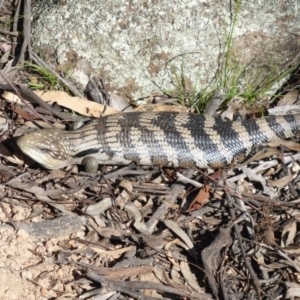 Tiliqua scincoides scincoides at Garran, ACT - 22 Sep 2015