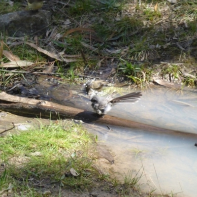 Rhipidura albiscapa (Grey Fantail) at Isaacs Ridge - 21 Sep 2015 by Mike