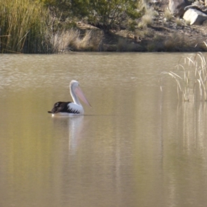 Pelecanus conspicillatus at O'Malley, ACT - 16 Aug 2015 10:25 AM