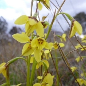 Diuris chryseopsis at Gungahlin, ACT - suppressed