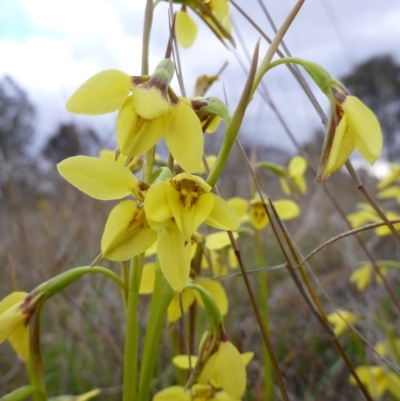 Diuris chryseopsis (Golden Moth) at Gungahlin, ACT - 22 Sep 2015 by EmmaCook