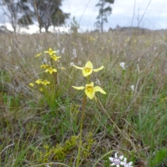 Diuris chryseopsis at Gungahlin, ACT - 22 Sep 2015