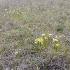 Diuris chryseopsis at Gungahlin, ACT - suppressed