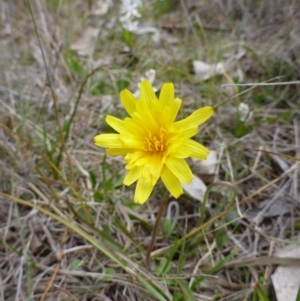 Microseris walteri at Gungahlin, ACT - 22 Sep 2015 05:00 PM
