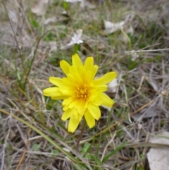 Microseris walteri at Gungahlin, ACT - 22 Sep 2015 05:00 PM