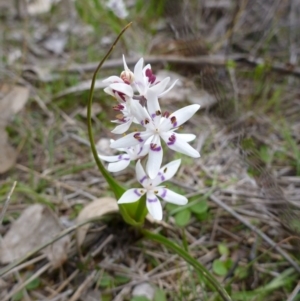 Wurmbea dioica subsp. dioica at Gungahlin, ACT - 22 Sep 2015 05:00 PM