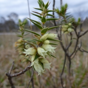 Melichrus urceolatus at Gungahlin, ACT - 22 Sep 2015