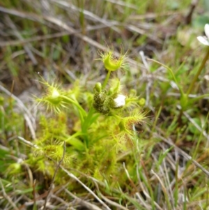 Drosera gunniana at Gungahlin, ACT - 22 Sep 2015 05:12 PM