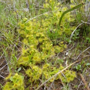 Drosera gunniana at Gungahlin, ACT - 22 Sep 2015 05:12 PM