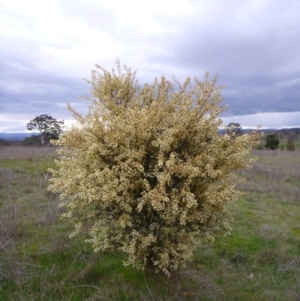 Acacia genistifolia at Gungahlin, ACT - 22 Sep 2015 06:13 PM