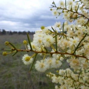 Acacia genistifolia at Gungahlin, ACT - 22 Sep 2015