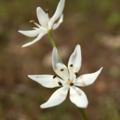 Wurmbea dioica subsp. dioica (Early Nancy) at Majura, ACT - 23 Sep 2015 by JasonC